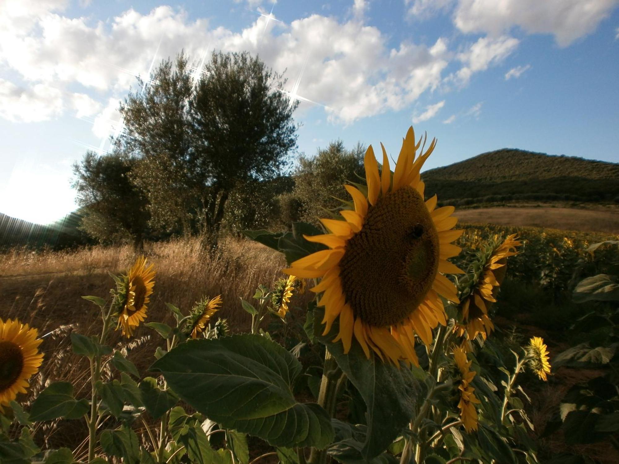 I Casali Di Colle San Paolo Villa Tavernelle  Kültér fotó